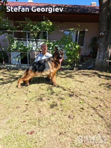 Мъжка немска овчарка, снимка 7 - Немска овчарка - 55951268