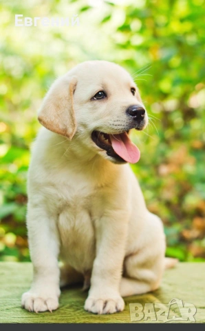 Чистокръвни лабрадори, бежови и златни