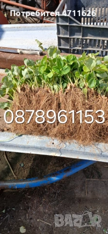 Разсад ягоди и малини , снимка 4 - Разсади - 53290171