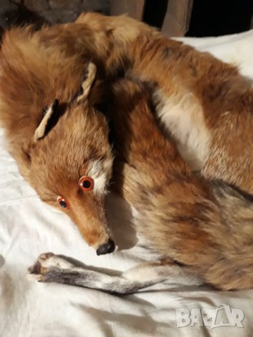 Продавам стара яка от лисица, снимка 2 - Други ценни предмети - 38277500