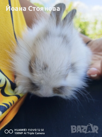 декоративни зайчета, снимка 1