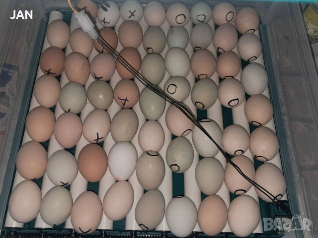 Брама и ломанбраун, снимка 5 - други­ - 54366323