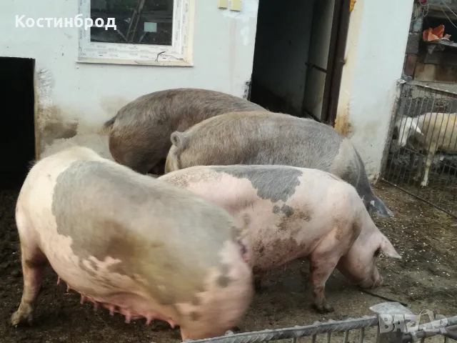 УГОЕНИ ПРАСЕТА. промоция до края на месеца., снимка 7 - Прасета - 48062072