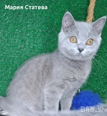 Британска късокосместа , снимка 3 - Британска късокосместа - 56367830