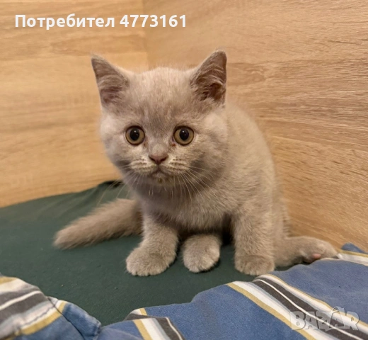Британски Късокосмести котенца, снимка 5 - Британска късокосместа - 53928037