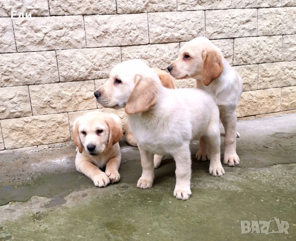 Лабрадор ретривър , снимка 2 - Лабрадор ретривър - 53053991