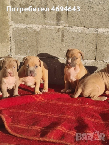 Американско Були XL, снимка 14 - Други - 52922235