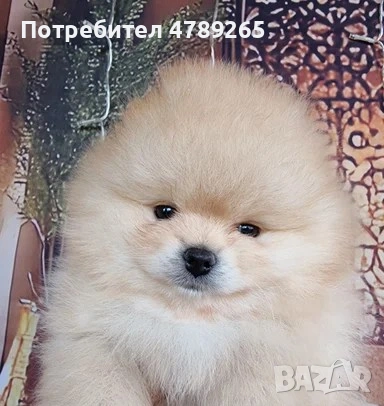 Померан Джудже с Родословие , снимка 11 - Померан - 54125324