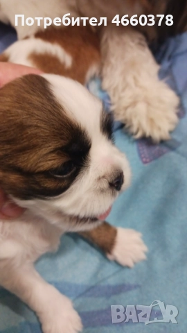 Ши тсу, снимка 7 - Ши Тцу - 52532871