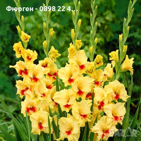 🌸 Луковици Гладиоли (Gladiolus), снимка 9 - Разсади - 53145212
