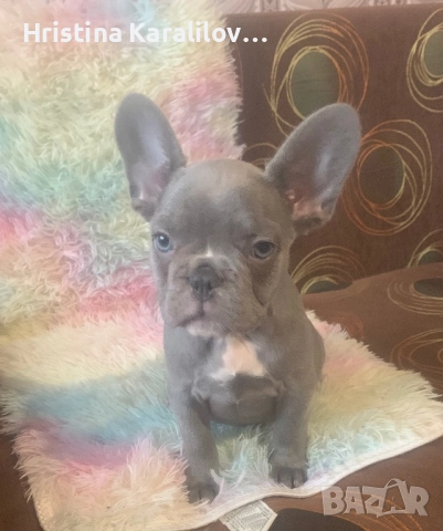 Френски булдочета