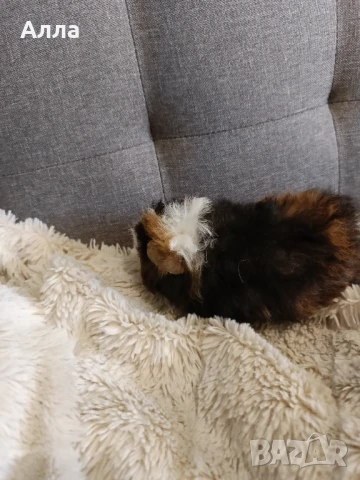 Моски свинчета альпака с дълга къдрава коса, снимка 1