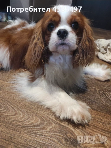 Кученца Кавалер Кинг Чарлз шпаньол, мъжки и женски