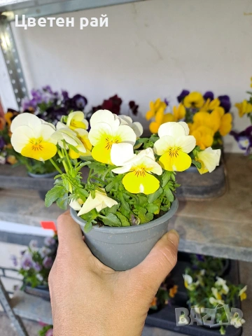 Теменужки , снимка 5 - Градински цветя и растения - 54220016