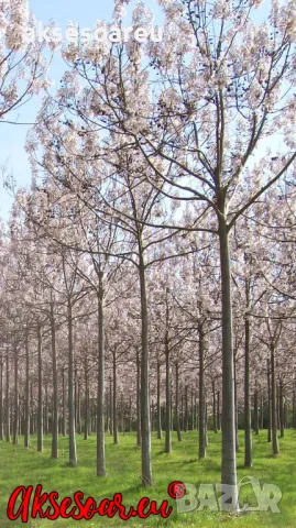 Продавам 400 семена от медоносно дърво пауловния томентоса за пчелари дървен материал сянка на двора, снимка 5 - Сортови семена и луковици - 50390012