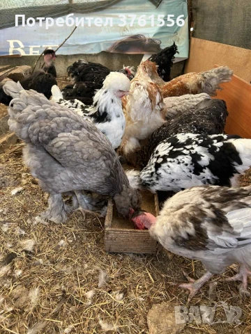 млади ярки и петлета, снимка 6 - Кокошки и пуйки - 51394383