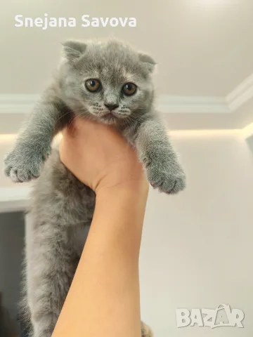 женско клепоухо шотландско коте, снимка 6 - Британска късокосместа - 56139015