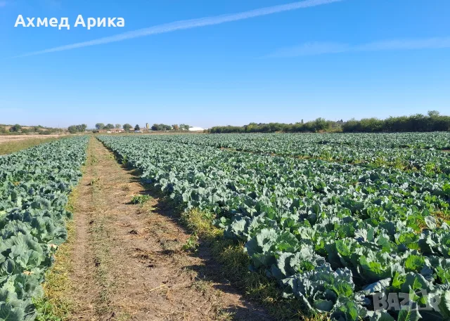 Истинско ЗЕЛЕ КЬОСЕ , снимка 2 - Други - 56481344