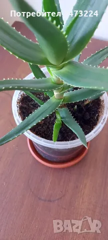 Алое вера, различни големини и суколентни , снимка 4 - Стайни растения - 40913397