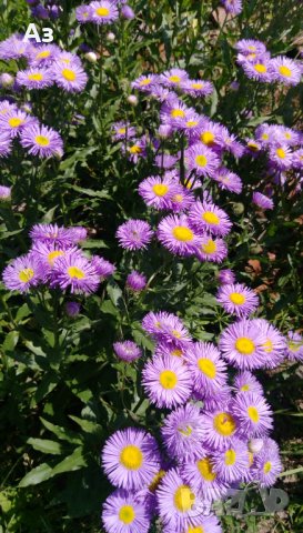 Продавам семена  на градинска синя Маргарита (реколта 2025 г), снимка 13 - Разсади - 37323278