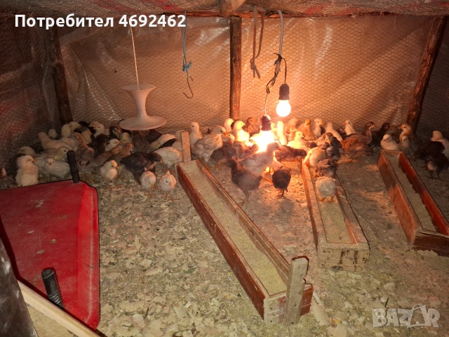 Пилета на 25 дена, снимка 4 - Кокошки и пуйки - 54247541