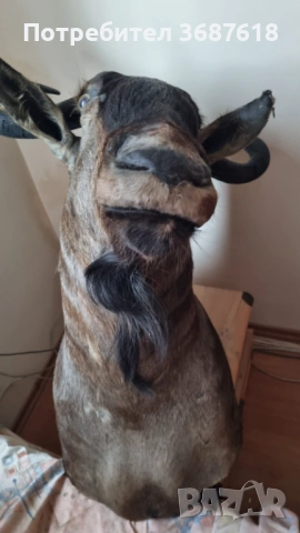 Ловен трофей, снимка 3 - Други - 53853651