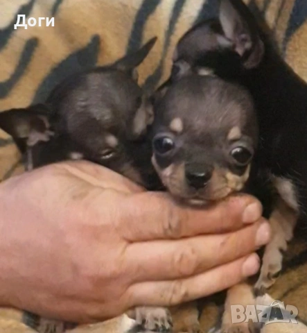 Продавам чихуахуа , снимка 7 - Чихуахуа - 51640490