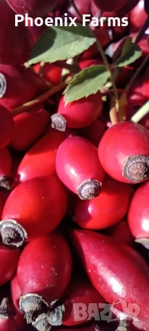 Шипков мармалад диетичен и шипки за чай ,Боров прашец, снимка 5 - Домашни продукти - 49841595