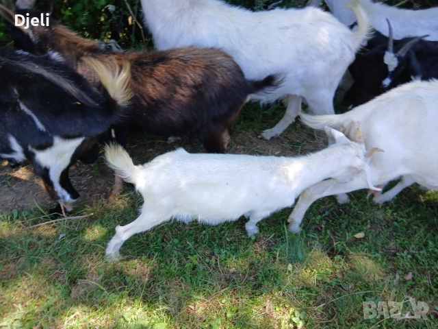 продавам кози и ярета, снимка 2 - Кози - 51835332