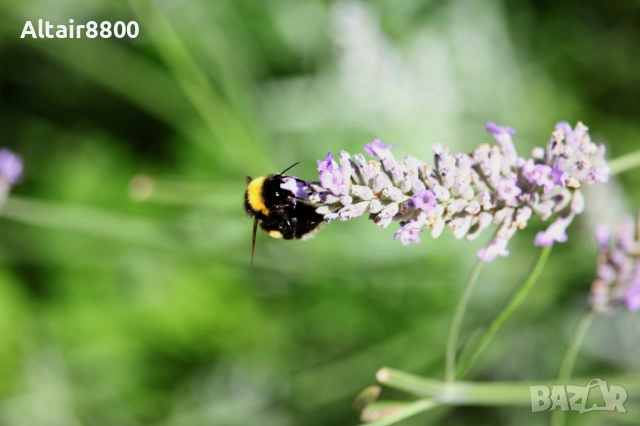 Canon 55-250mm f/4.5-5.6 IS EF обектив Канон, снимка 6 - Обективи и филтри - 53014238