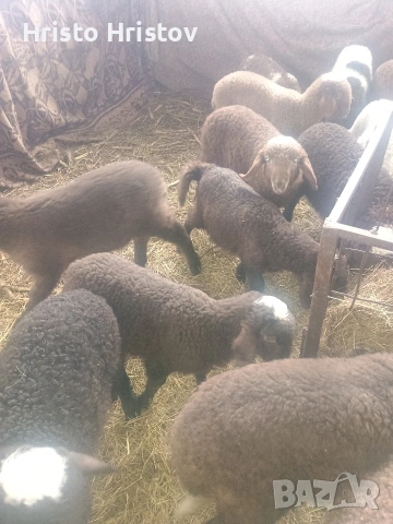 Мъжки агнета 22-25 килограма , снимка 7 - Овце - 53327822