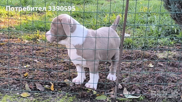 Американско Були Хл Момичета , снимка 11 - Питбул - 52863050