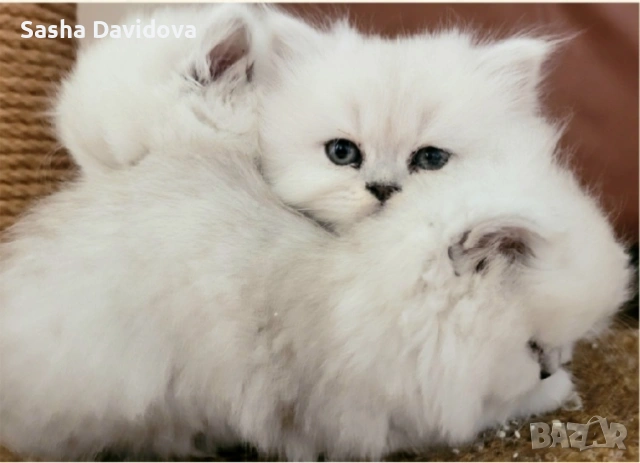 Британски дългокосмести котенца, снимка 2 - Други - 54040960