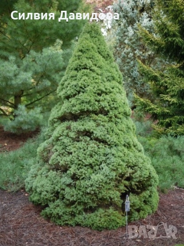 Смърч коника 