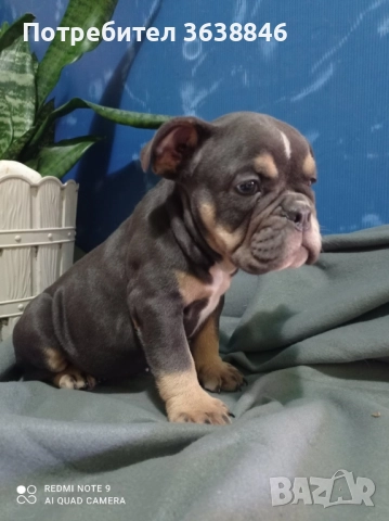 Английски булдог, снимка 13 - Английски булдог - 52064316