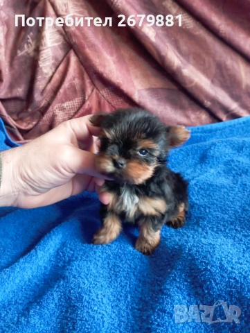 Мони йорки - момичета, снимка 8 - Йоркширски териер - 53922758