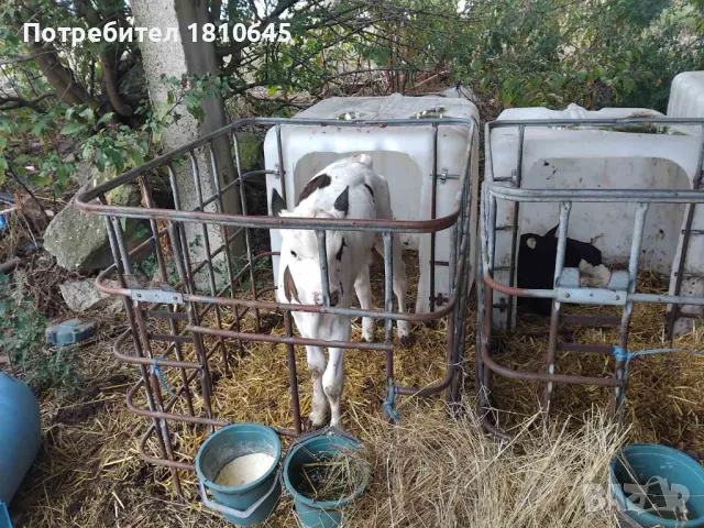 Месодайни и черношарени телета, снимка 3 - Крави - 47258933