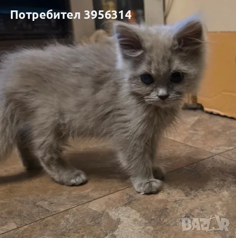British Shorthair 61 дена