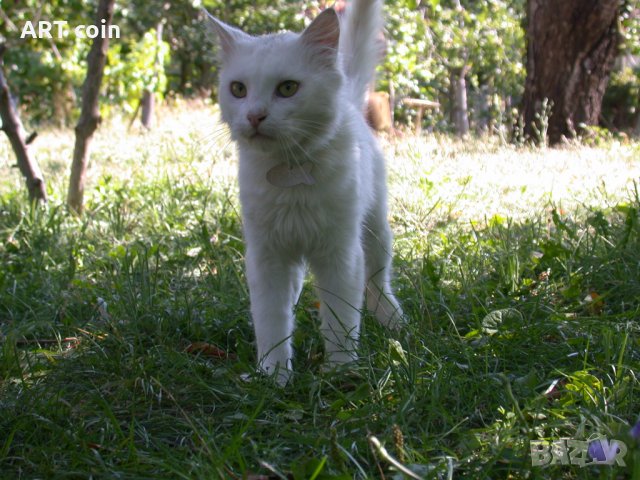 медальони за котки, снимка 6 - За котки - 30116797