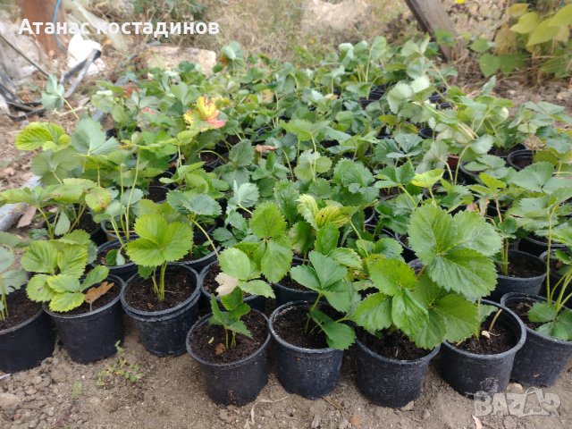 Расад Ягоди, снимка 1 - Градински цветя и растения - 42592915