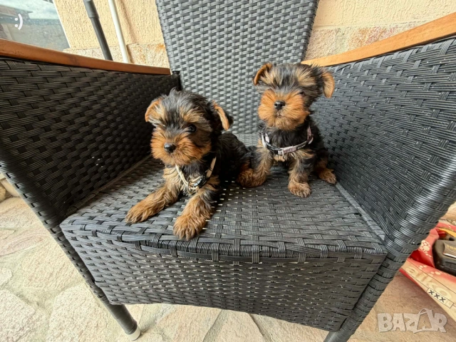 Йоркширски териер актуално от 31.3.2026, снимка 2 - Йоркширски териер - 54037397