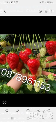 Целогодишни ягоди 