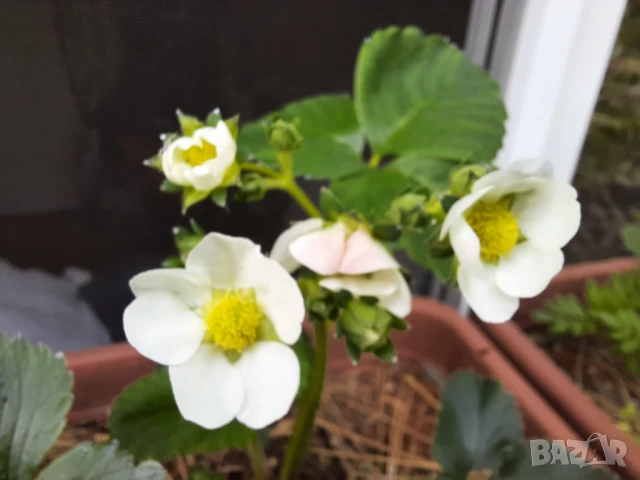 Ягоди Мице Шиндлер разсад пикиран в чашки, снимка 2 - Разсади - 51390566