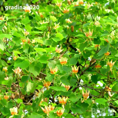 Лирово дърво (Liriodendron), снимка 4 - Разсади - 49395145