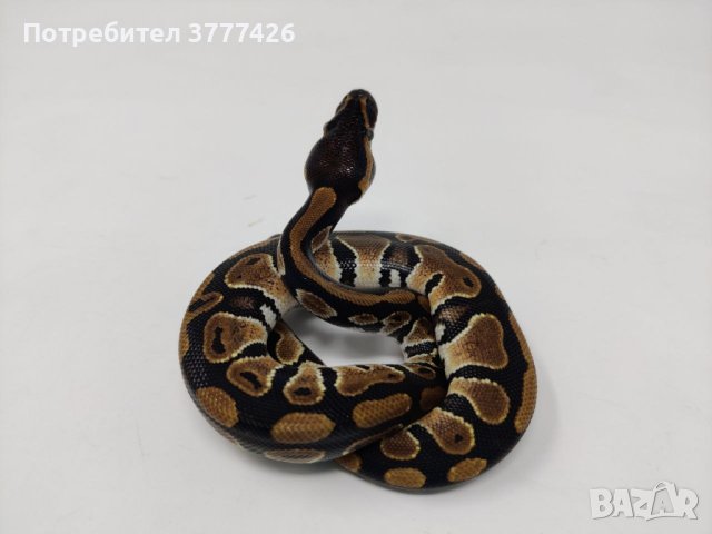 Кралски Питон / Ball Python / Python regius, снимка 7 - Змии - 42172390