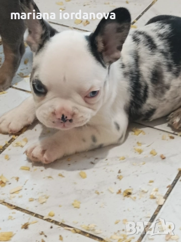 Френски булдог , снимка 1