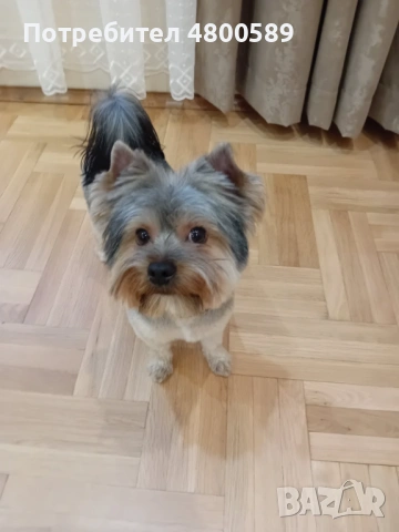 Мъжки Бивър Йоркширски Териер търси женска за разплод