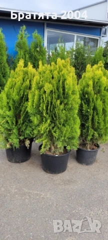Туя Ауреа Нана 110см.
