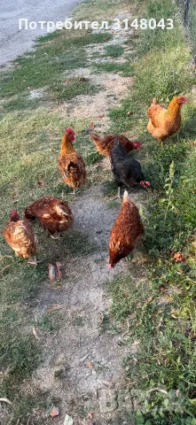 Продавам 7 кокошки + квачка с 2 пиленца