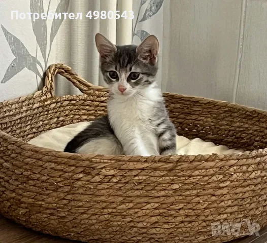 Макси търси своите хора, снимка 2 - Други - 56529483